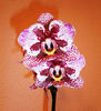 Phalaenopsis Burgundy Red peloric