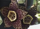 Stapelia variegata