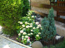 hortensie
