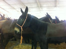 Mule