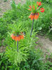 fritillaria imperialis