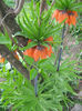 Fritillaria imperialis