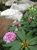 Rhododendron