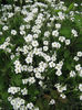 Gypsophila repens