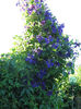 Clematita
