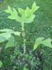 Liriodendron