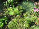 Albizia julibrissin