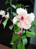 Hibiscus Rowena