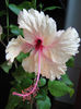 Hibiscus Rowena