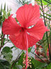 Hibiscus_Surinam