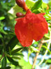 rodiu
