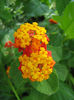 Lantana_portocalie