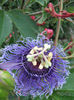 Passiflora Incense1