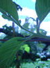 Guava