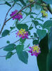 Lantana mov