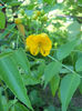 Cassia
