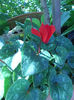 Cyclamen