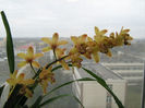 Cimbidium