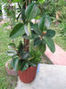 Ficus