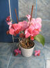 Phalenopsis