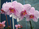 Phalenopsis