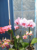 Phalenopsis