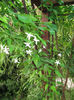 Jasminum
