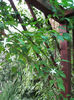 Jasminum