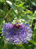 Passiflora Incense