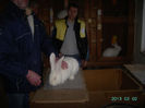 Austria-Germania 02.02.13. 031