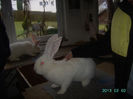 Austria-Germania 02.02.13. 043