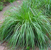 lemon-grass