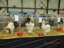 DSCN0652