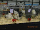DSCN0667