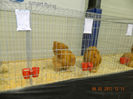 DSCN0704