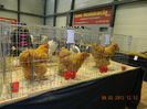 DSCN0706