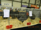 DSCN0727