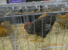 DSCN0746
