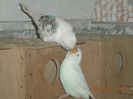 Picture 009