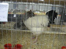 Picture 2112