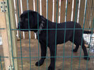 CANE CORSO FETITA 5 LUNI