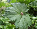 gunnera