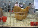 IMG_1127