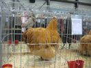 IMG_1131