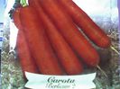 morcovi-Italia-Carota Berlicum2-cu radacina lunga fara inima