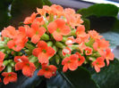 Kalanchoe Orange Pico (2013, Feb.09)