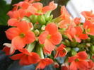 Kalanchoe Orange Pico (2013, Feb.09)