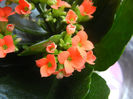 Kalanchoe Orange Pico (2013, Feb.09)