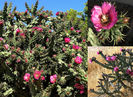 cylindropuntia - flori adevarate