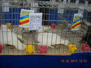 My pictures 035